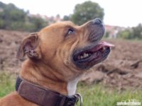 stafforshire_bull_terrier_de_orphanus1